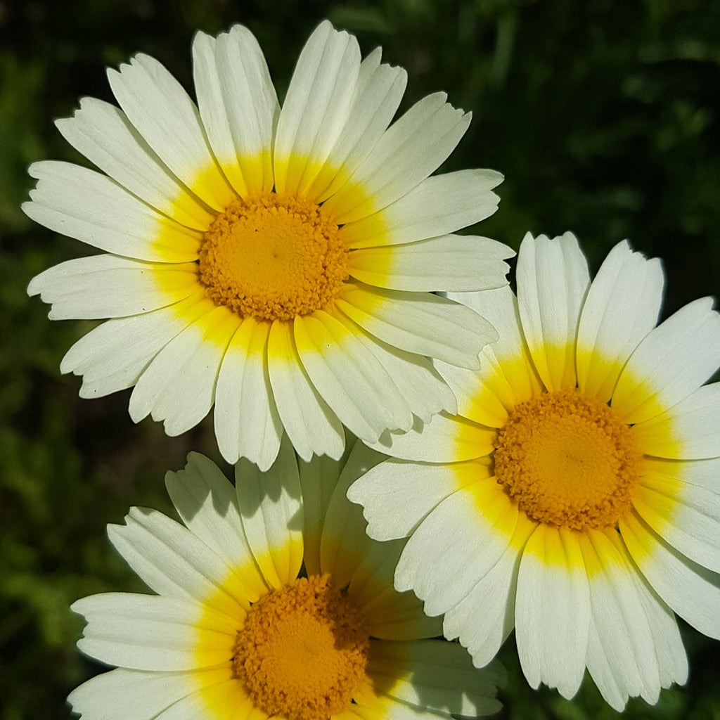 Handgeerntete Kronenwucherblume Samen (Glebionis coronaria) – essbare gelbe Blüten von Amigato
