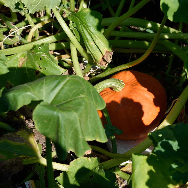 Hokkaido-Kürbis (Cucurbita maxima), mit kompaktem, buschigem Wuchs, großen, herzförmigen, dunkelgrünen Blättern und orangefarbenen, rundlichen Früchten mit fester Schale.