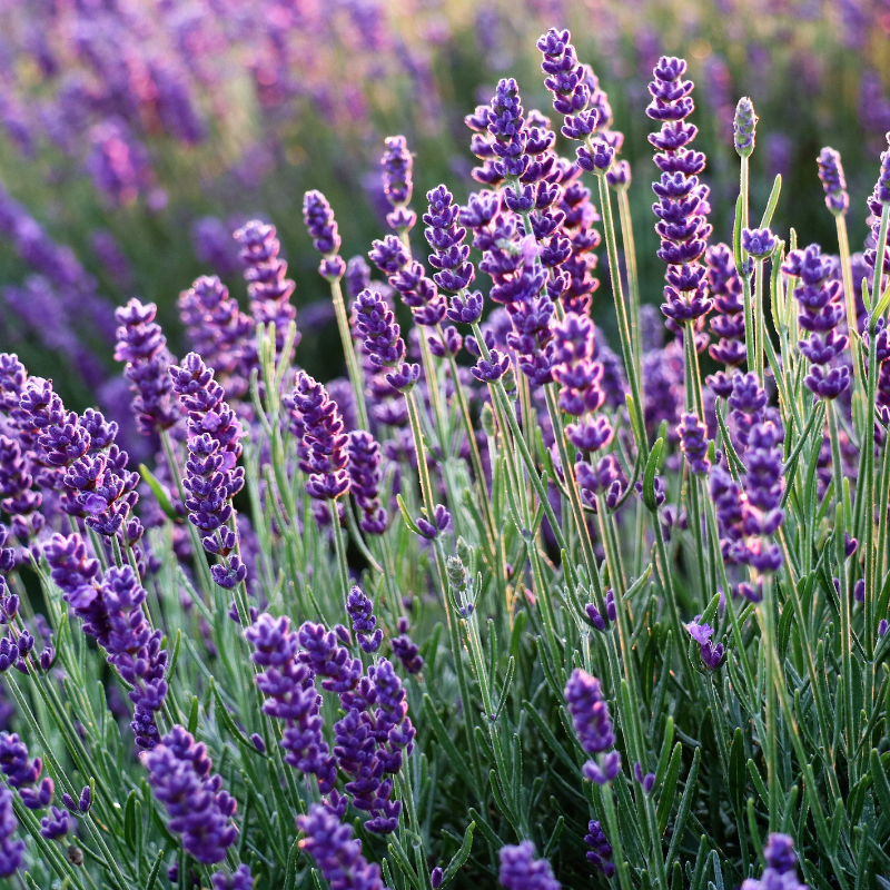Lavendel (Lavandula angustifolia), mit buschigem, silbrig-grünem Laub und duftenden, violetten Blütenähren.