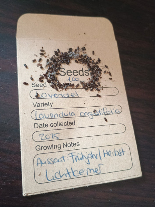 Kleine, braune, ovale Lavendelsamen, in den Blütenständen, aromatisch und keimfähig.