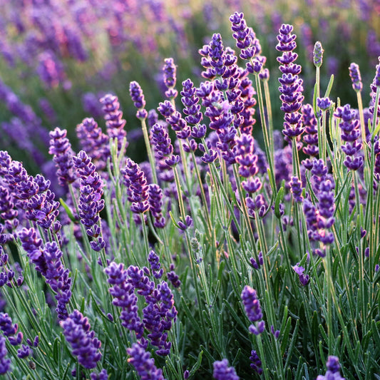 Handgeerntete Lavendel Samen (Lavandula angustifolia) – duftende Heilpflanze mit lila Blüten von Amigato