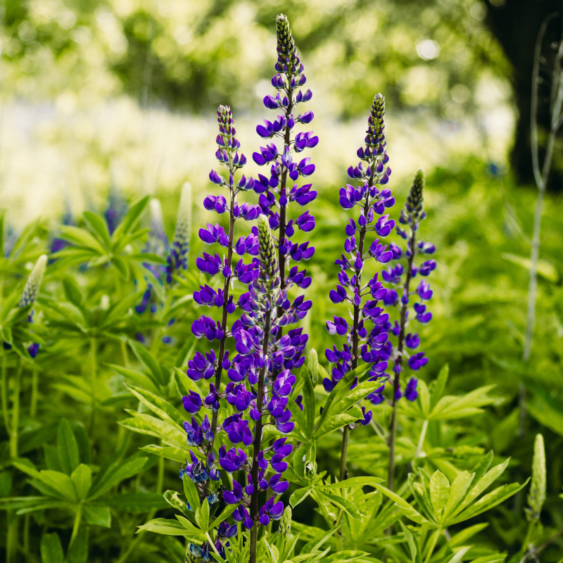 Lupine (Lupinus polyphyllus), mit kräftigem, aufrechtem Wuchs, gefingerten, frischgrünen Blättern und langen, dicht stehenden Blütenrispen in Blau.