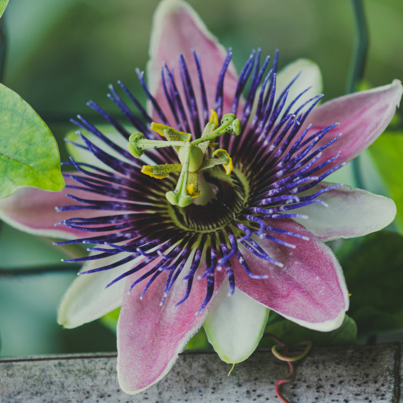 Handgeerntete Maracuja Samen (Passiflora edulis) – Exotische Passionsfrucht von Amigato