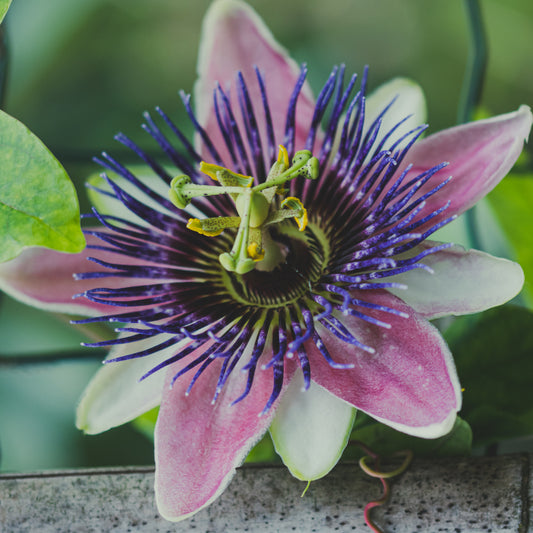 Handgeerntete Maracuja Samen (Passiflora edulis) – Exotische Passionsfrucht von Amigato
