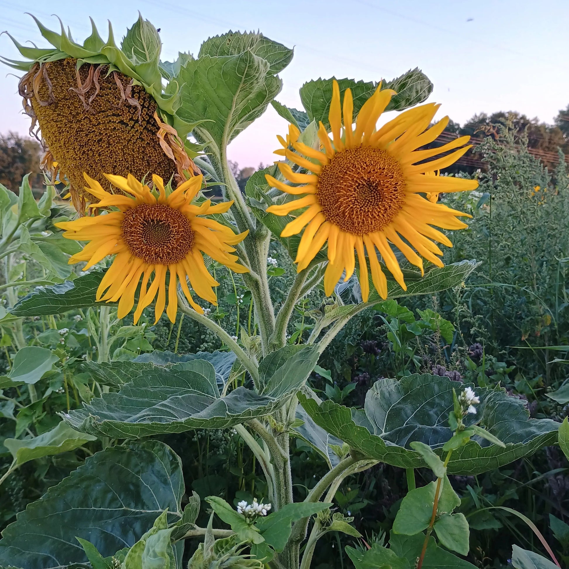Handgeerntete Mehrköpfige Sonnenblume Samen (Helianthus annuus) – viele Blüten von Amigato