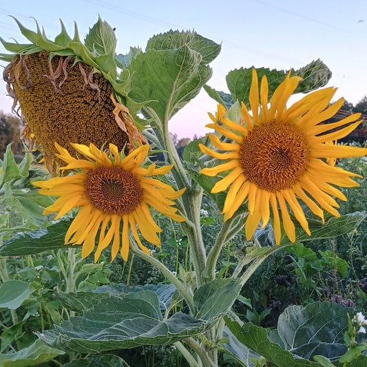 Mehrköpfige Sonnenblume (Helianthus annuus), mit verzweigtem Wuchs und mehreren goldgelben Blüten mit dunkler Mitte.