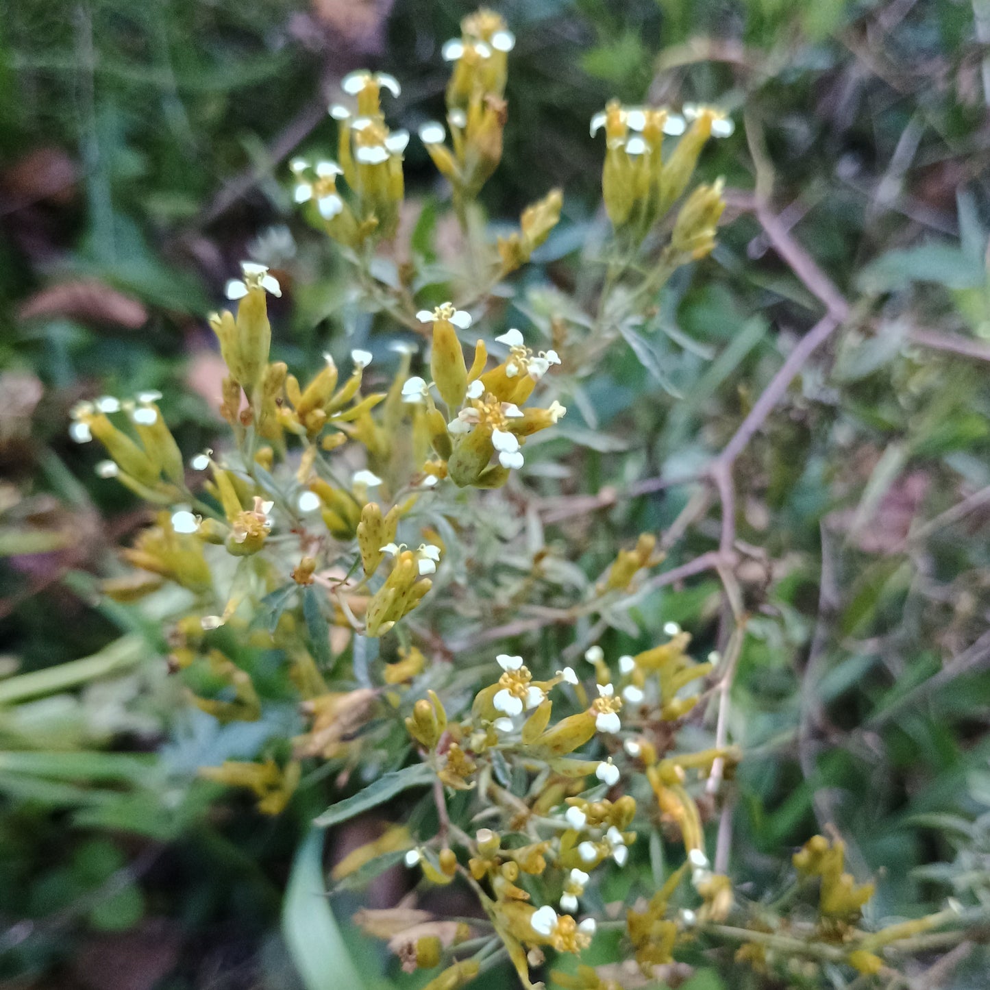 Mexikanische Tagetes Plfanze mit langen blütenständen und weißen kleinen Blütenblättern