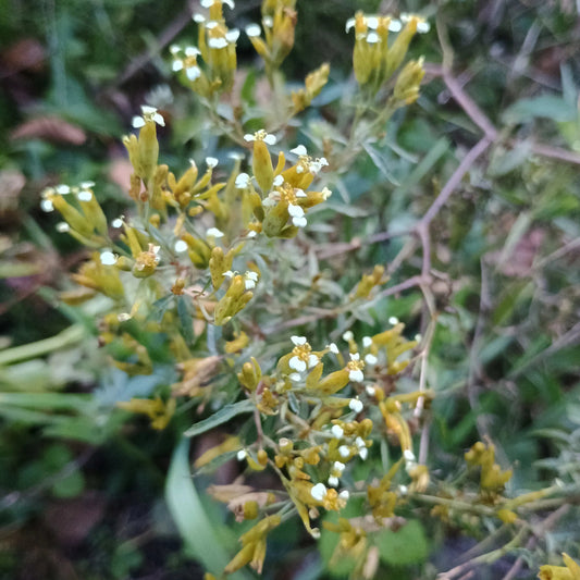 Handgeerntete Mexikanische Tagetes Samen (Tagetes minuta) – Gewürzpflanze von Amigato