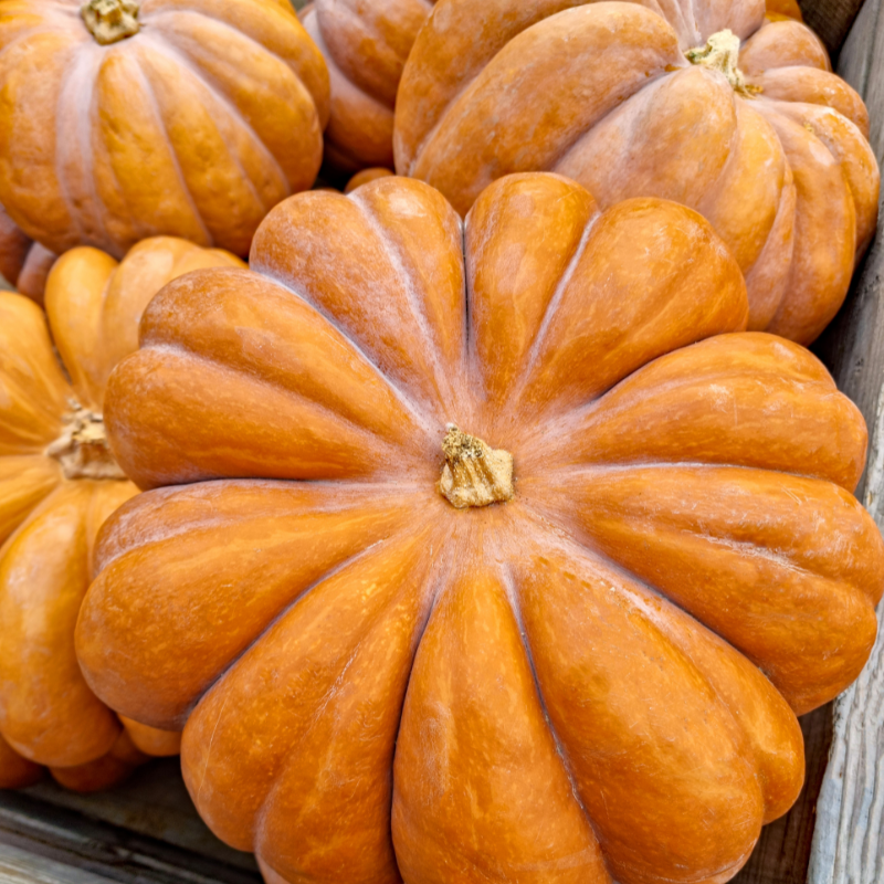 Muskatnusskürbis (Cucurbita moschata), gerippte, muskatartig-duftende, orange-braune Früchte.