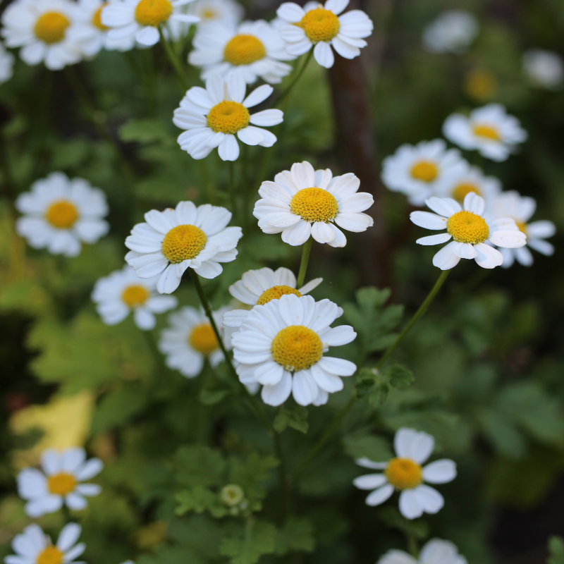 Mutterkraut (Tanacetum parthenium), mit kleinen, weiße, kamillenähnliche Blüte mit gelber Mitte.