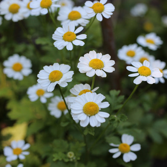 Handgeerntete Mutterkraut Samen (Tanacetum parthenium) – Heilpflanze mit weißen Blüten von Amigato