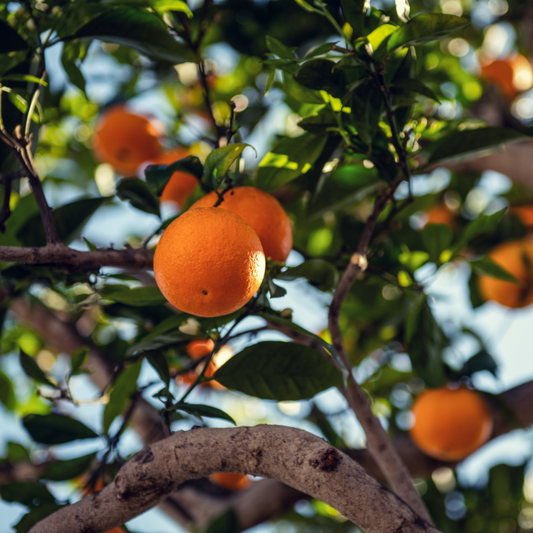 Orangenbaum mit Orangen