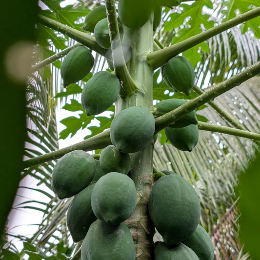 Papaya (Carica papaya), mit schnellwüchsigem, palmenartigem Stamm, großen, tief geteilten Blättern und gelben bis orangefarbenen Blüten in den Blattachseln.