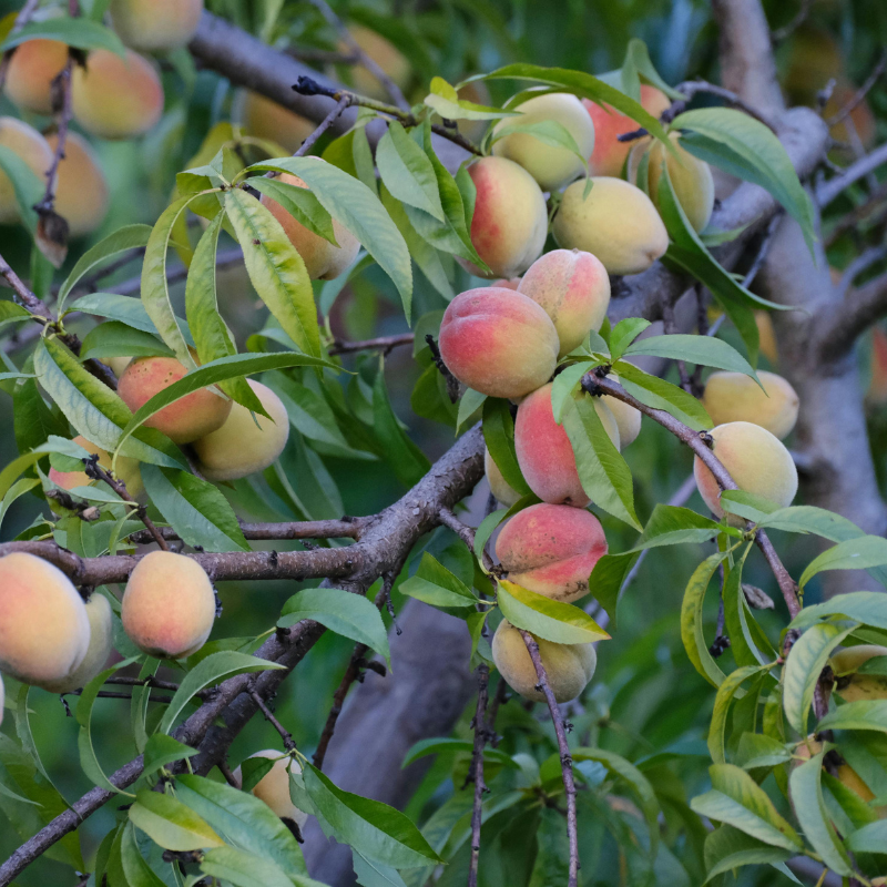 Pfirsichbaum mit Früchten