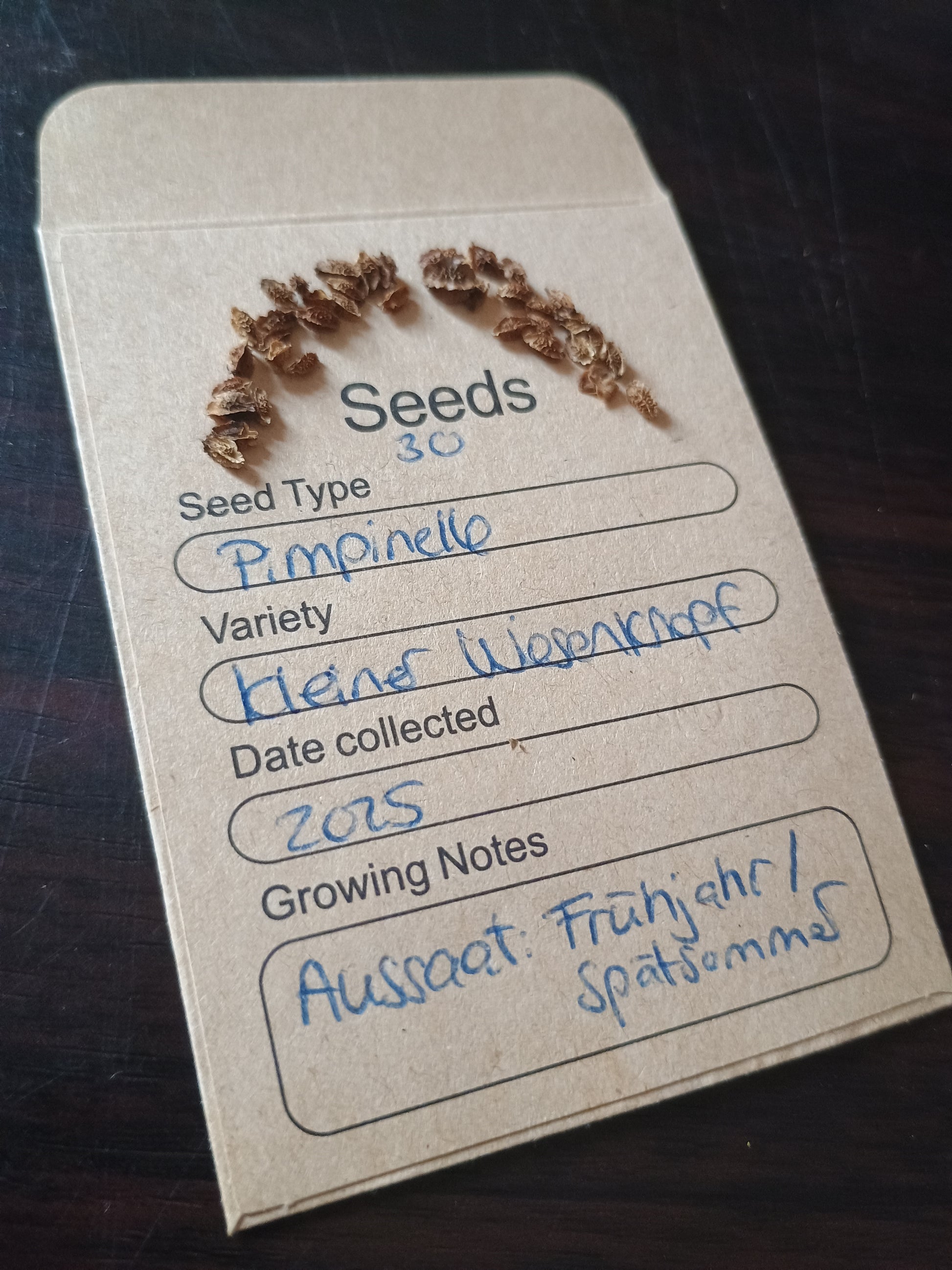 Kleine, längliche, hellbraune Pimpinellesamen, in den Blütenköpfen, zur Aussaat und für Wildkräutergärten geeignet.