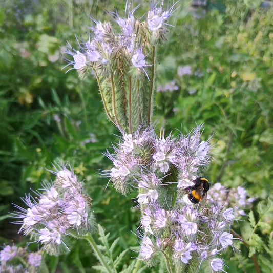 Rainfarn-Phacelia (Phacelia tanacetifolia), mit gefiedertem, tiefgrünem Laub und auffälligen, hellvioletten Blüten in dichten, gebogenen Blütenständen.