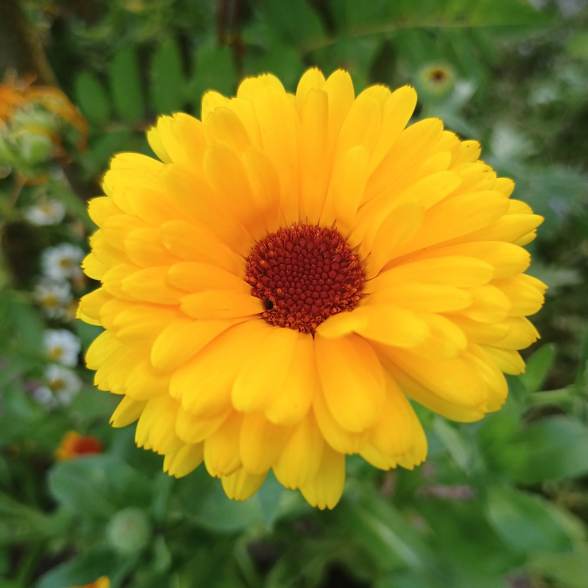 Handgeerntete Ringelblume Samen (Calendula officinalis) – Sonnige Heilblüten von Amigato
