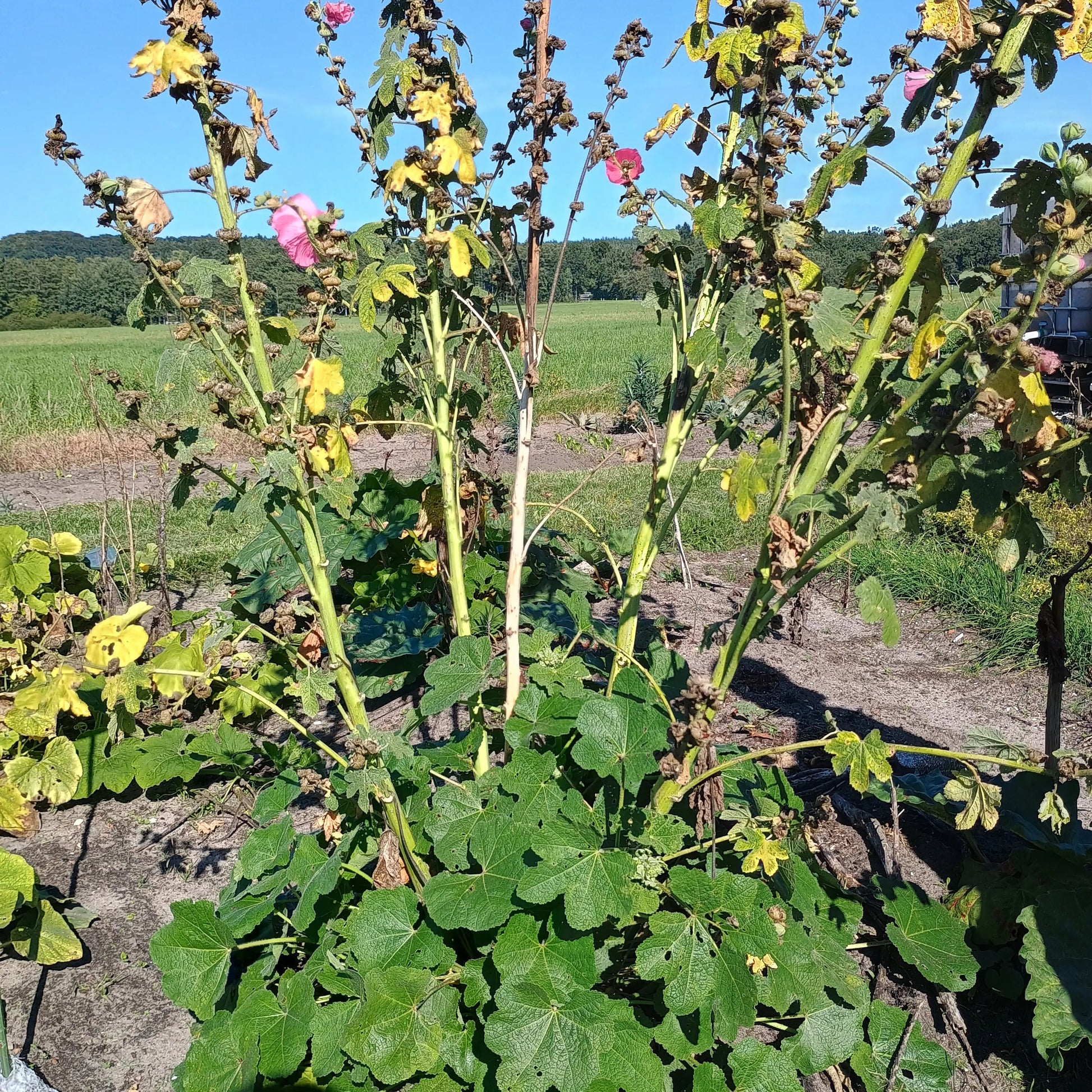 Rosa Stockrose Pflanze (Alcea rosea) 