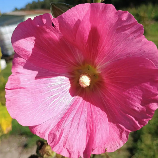 Handgeerntete Rosa Stockrose Samen (Alcea rosea) – rosa Blüten von Amigato