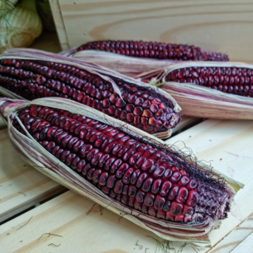 Rot-violetter Maiskolben mit glänzenden, dunkelroten bis weinroten Körnern, dekorativ und essbar, besonders beliebt als bunte Maissorte im Garten.
