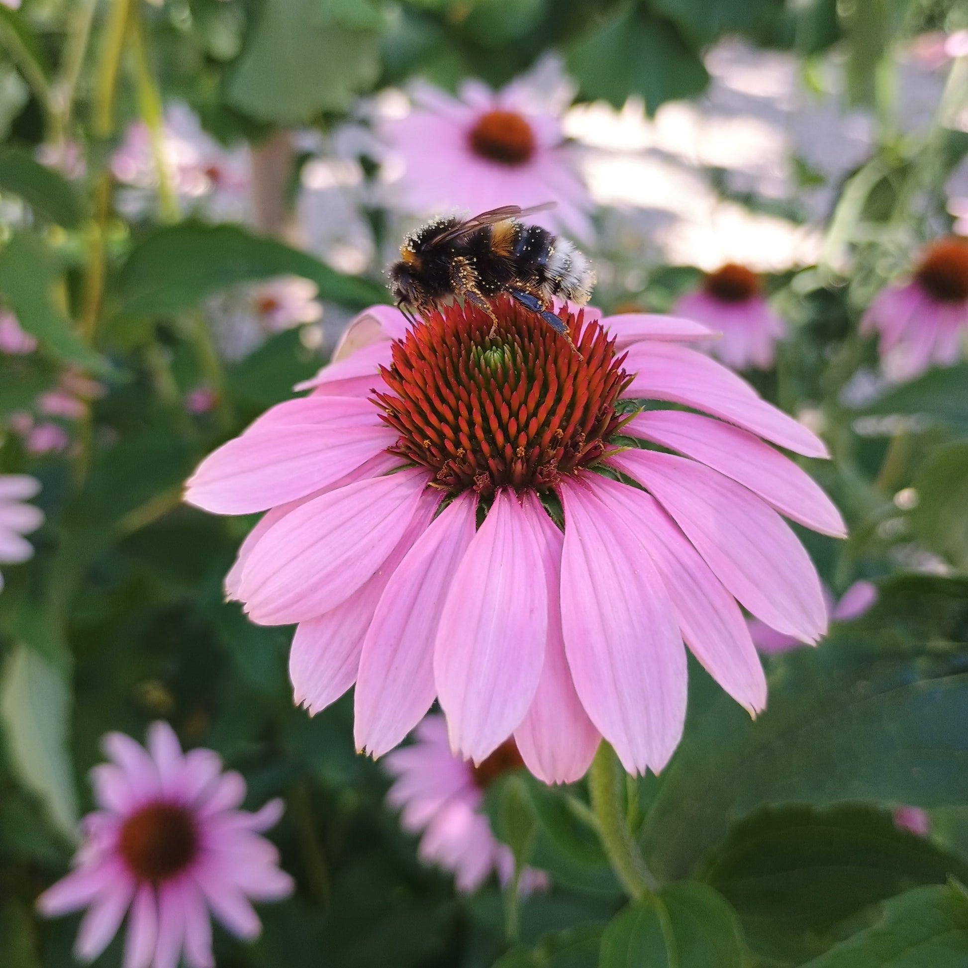 Roter Sonnenhut (Echinacea purpurea), mit kräftigem, aufrechtem Wuchs, lanzettlichen Blättern und großen, purpurroten Blüten mit markantem, braunem Kegel.