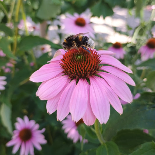 Roter Sonnenhut (Echinacea purpurea), mit kräftigem, aufrechtem Wuchs, lanzettlichen Blättern und großen, purpurroten Blüten mit markantem, braunem Kegel.
