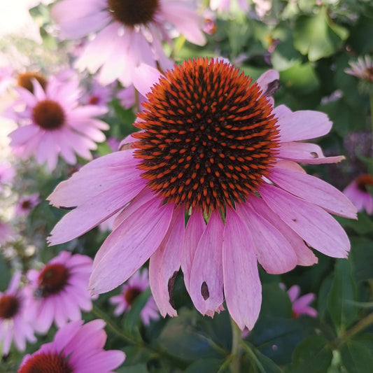 Handgeerntete Roter Sonnenhut Samen (Echinacea purpurea) – Heilpflanze mit rosa Blüten von Amigato