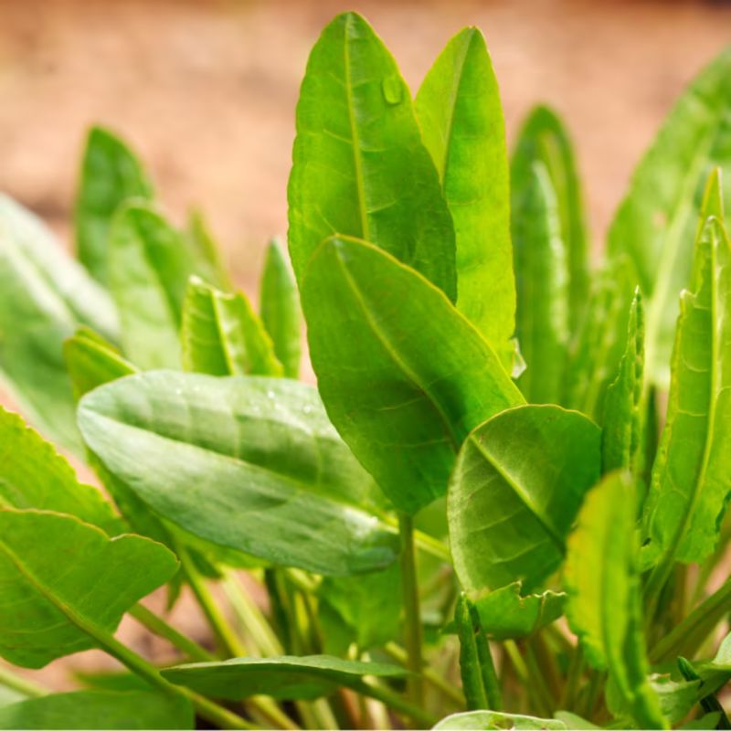Ausdauernder Wiesen-Sauerampfer (Rumex acetosa) mit spitz zulaufenden, länglichen Blättern und kleinen rotlich-grünen Blüten in rispigen Blütenständen, wächst meist 30 bis 100 cm hoch.