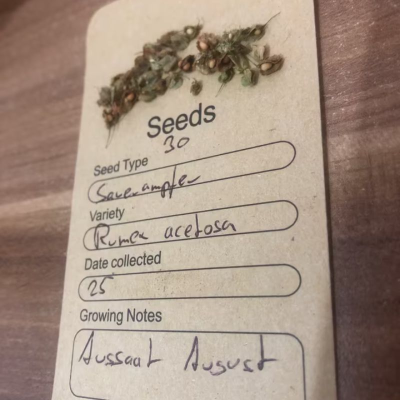 Kleine Nussfrüchte des Sauerampfers mit roten Hüllblättern, die im Spätsommer reifen und zur Verbreitung der Pflanze beitragen.