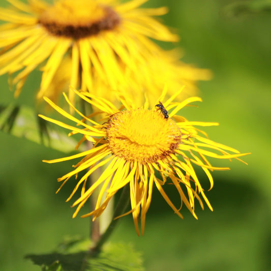 Handgeerntete Schmalblättriger Alant Samen (Inula ensifolia) – gelbe Blüten Staude von Amigato
