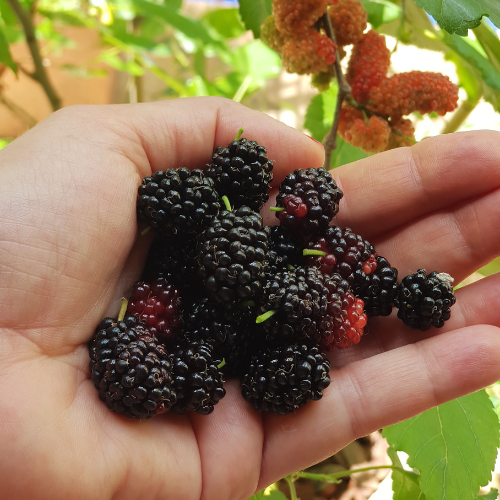 Glänzende, purpurschwarze Früchte der Schwarzen Maulbeere (Morus nigra), etwa 3 cm lang, süß und saftig mit einem aromatischen, leicht säuerlichen Geschmack, reifen ab Juli und erinnern in Aussehen und Konsistenz an Brombeeren