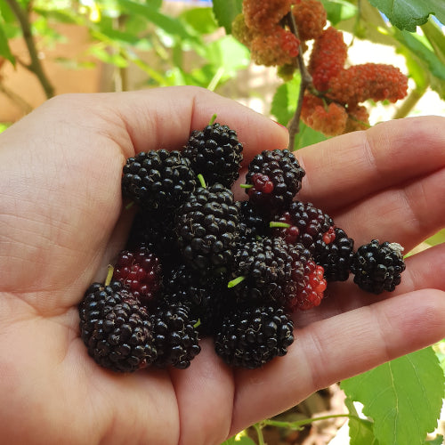 Handgeerntete Schwarze Maulbeere Samen (Morus nigra) – Vitaminreiche dunkle Früchte von Amigato