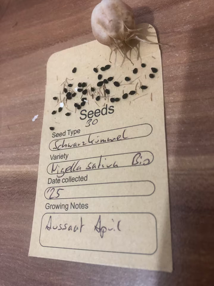 Schwarze, kleine, dreikantige Samen des Schwarzkümmels (Nigella sativa) in warziger Samenkapsel, genutzt als Gewürz und Heilpflanze
