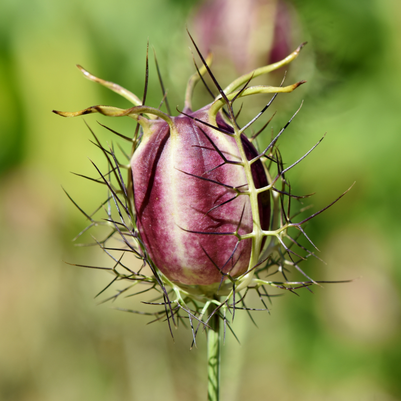 Aufrecht wachsende Schwarzkümmelpflanze (Nigella sativa) mit filigranen, fiederteiligen Blättern und blauen bis weißen sternförmigen Blüten zwischen Mai und Septembe