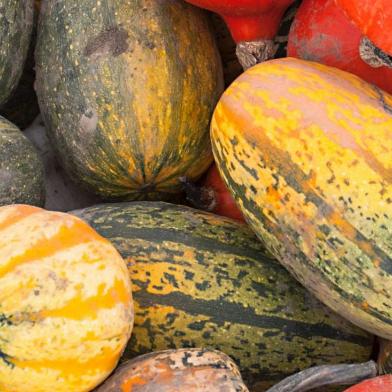 Ovaler, länglicher Spaghettikuerbis