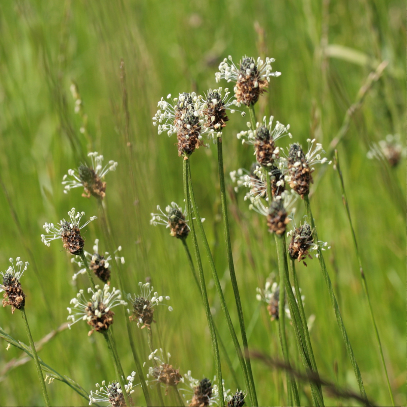 Spitzwegerich (Plantago lanceolata), mit dichten, länglichen Blattrosetten und unscheinbaren, beige bis weißen Ährenblüten.