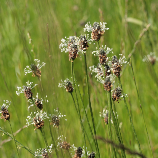 Spitzwegerich (Plantago lanceolata), mit dichten, länglichen Blattrosetten und unscheinbaren, beige bis weißen Ährenblüten.