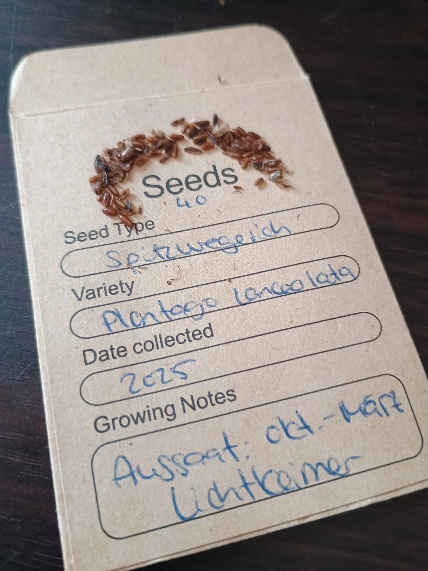  Spitzwegerich Samenpackung (Plantago lanceolata)