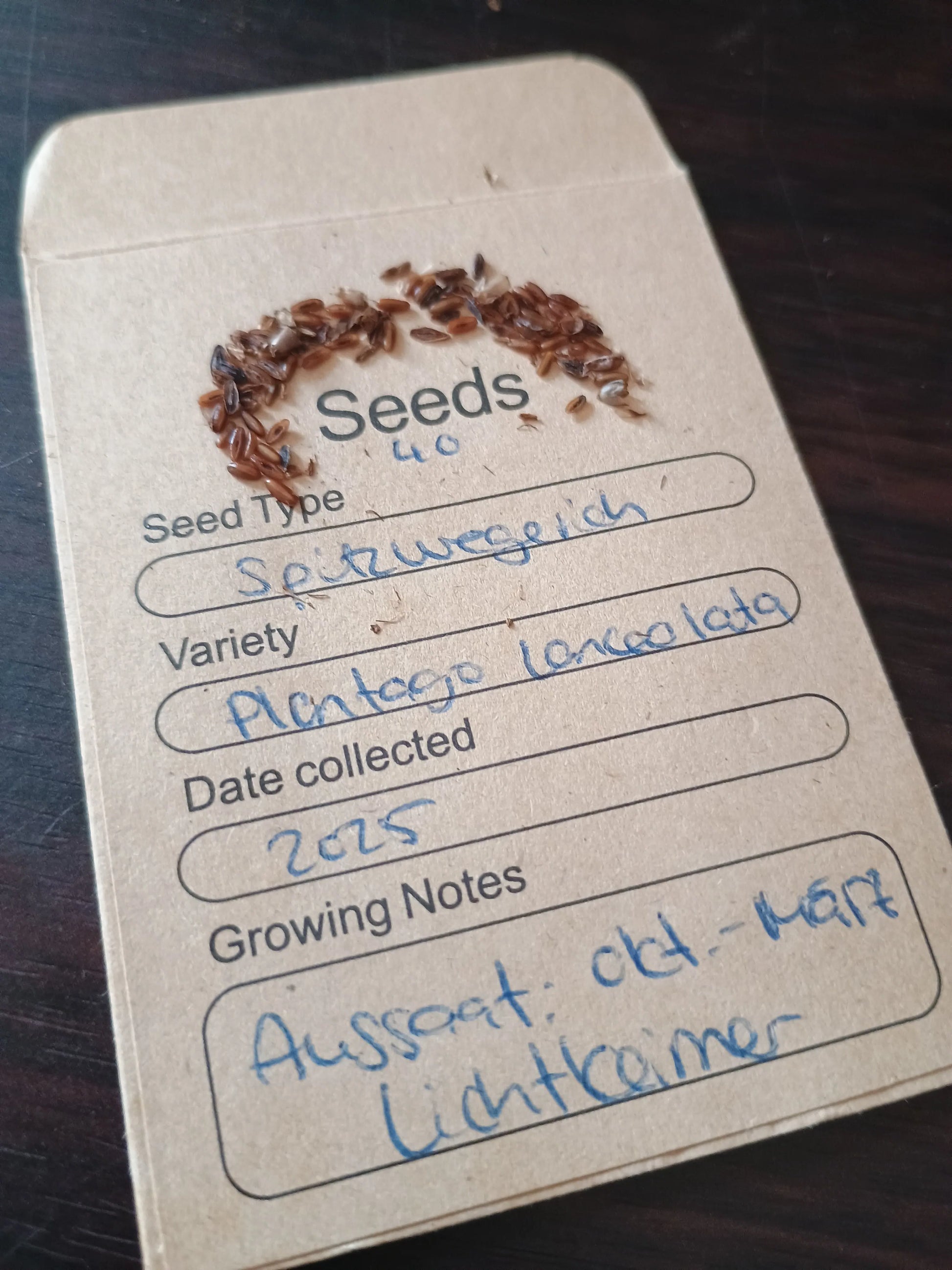  Spitzwegerich Samenpackung (Plantago lanceolata)