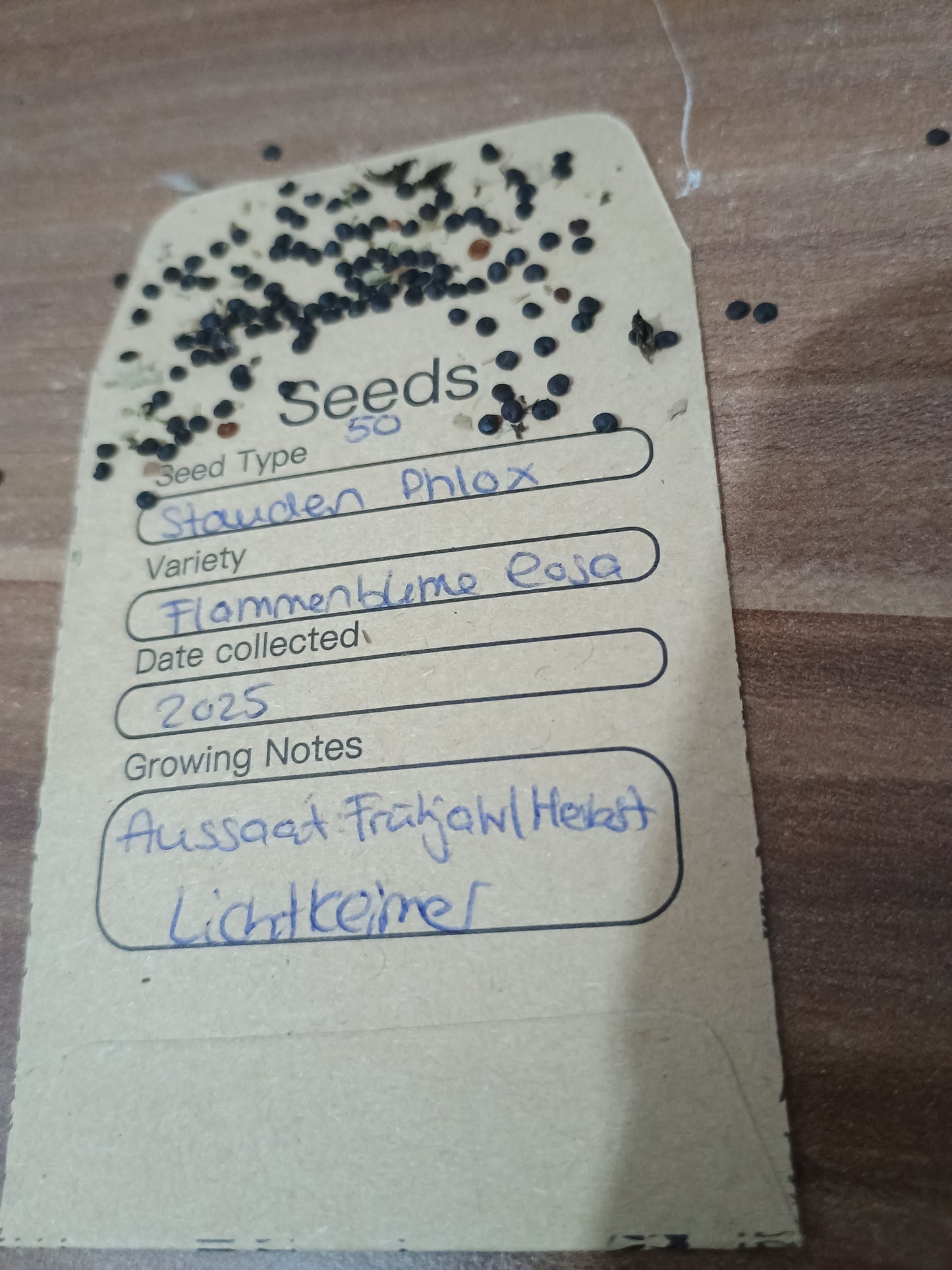 Winzige, rundliche, braune Staudenphlox-Samen, in rundlichen Kapseln, zur Aussaat geeignet.