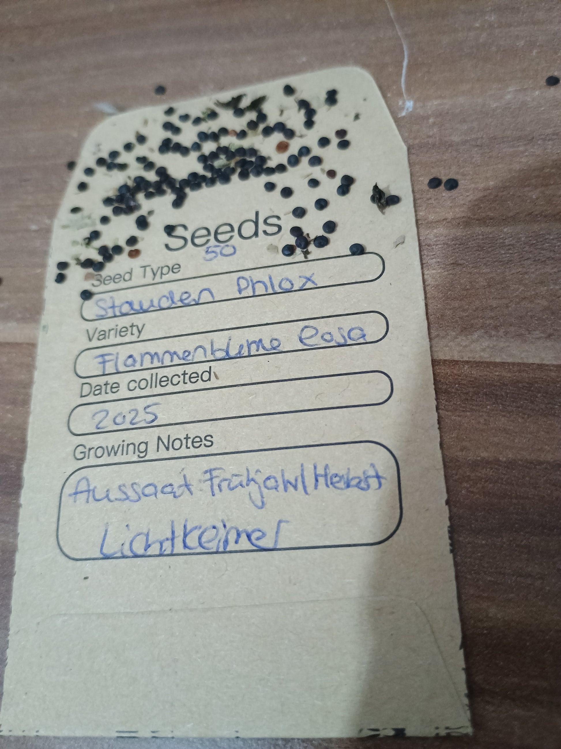 Winzige, rundliche, braune Staudenphlox-Samen, in rundlichen Kapseln, zur Aussaat geeignet.