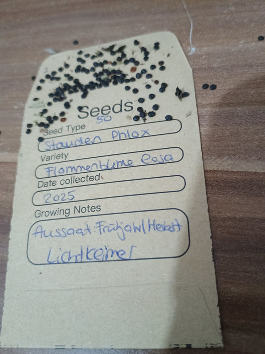 Winzige, rundliche, braune Staudenphlox-Samen, in rundlichen Kapseln, zur Aussaat geeignet.