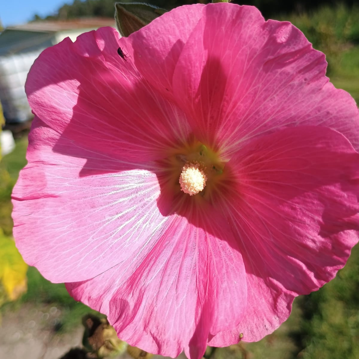 Stockrose (Alcea rosea), mit hohen, kräftigen Stielen, großen, samtigen Blüten in Rosa und herzförmigen, grob behaarten Blättern.