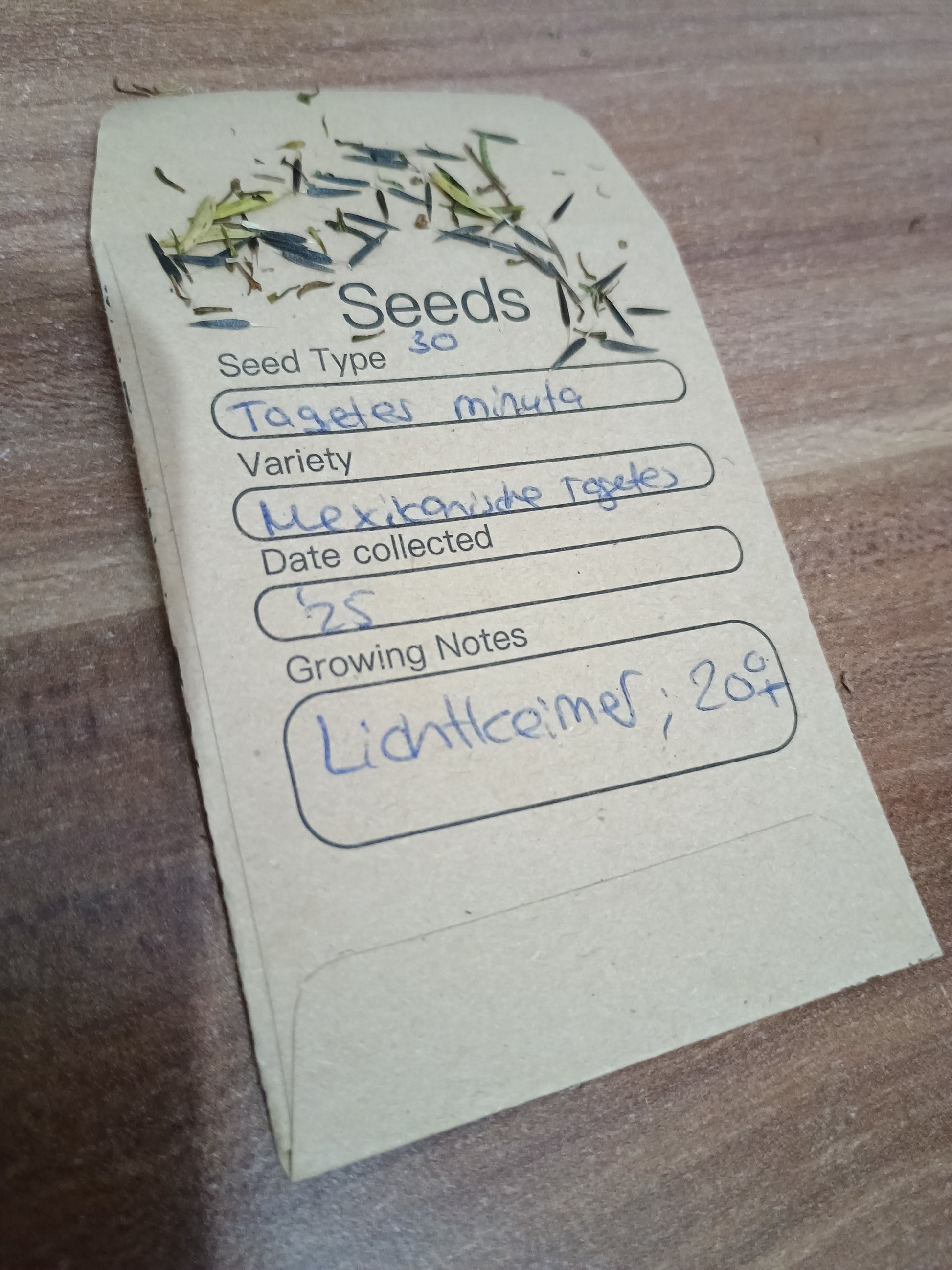 Längliche, schwarzbraune Tagetes-Samen mit hellem Fortsatz, keimfähig und aromatisch.