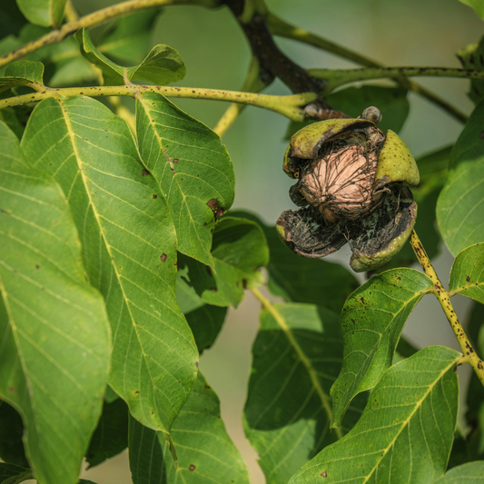 Walnussbaum mit Walnuss