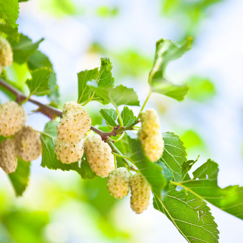 Handgeerntete Weiße Maulbeere Samen (Morus alba) – Vitaminreiche helle Früchte von Amigato