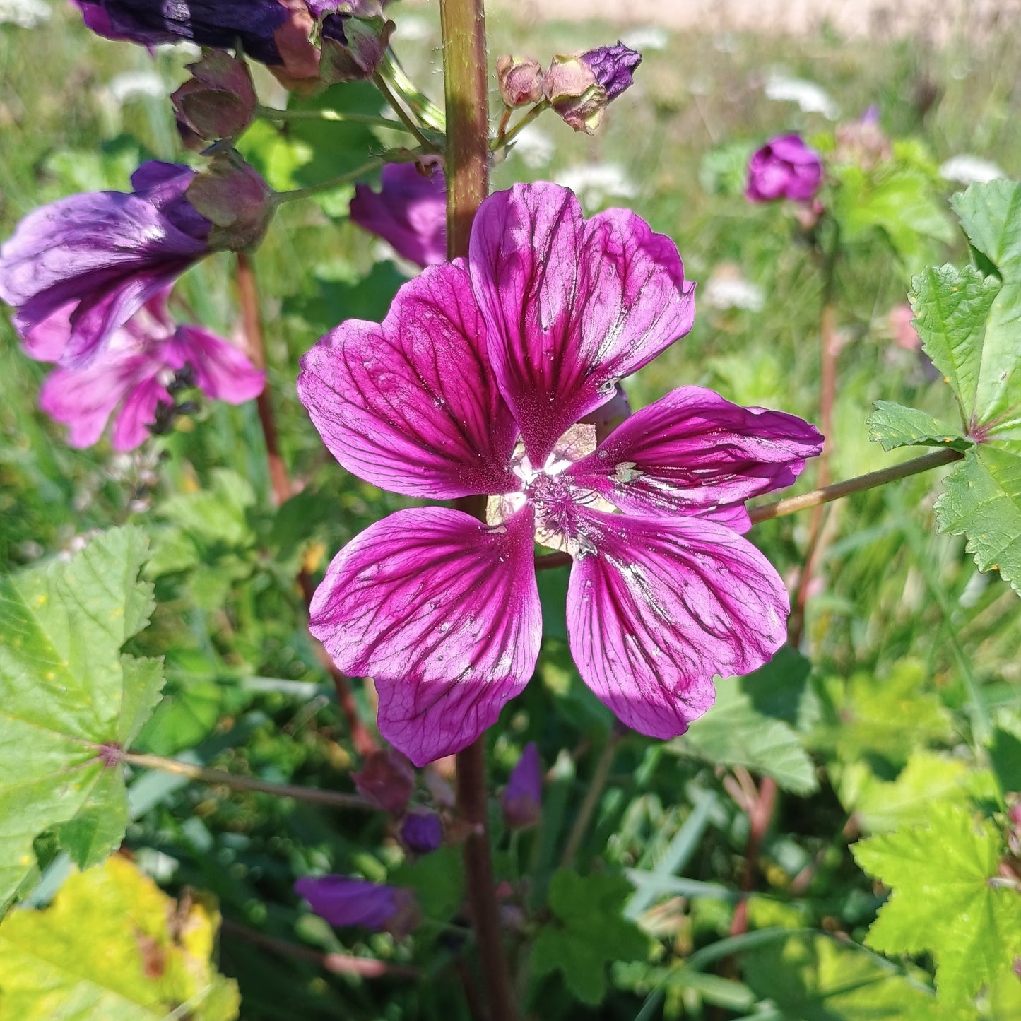 Wilde Malve (Malva sylvestris), aufrechtwachsene Pflanze mit rosaviolett-violette, dunkel geaderte Blüte.