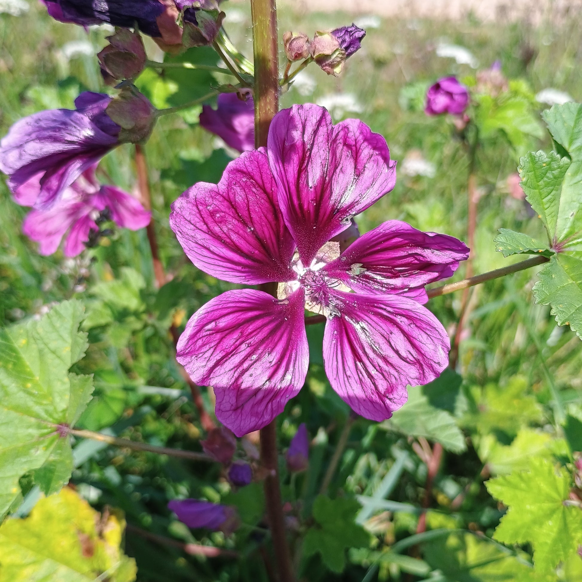 Wilde Malve (Malva sylvestris), aufrechtwachsene Pflanze mit rosaviolett-violette, dunkel geaderte Blüte.