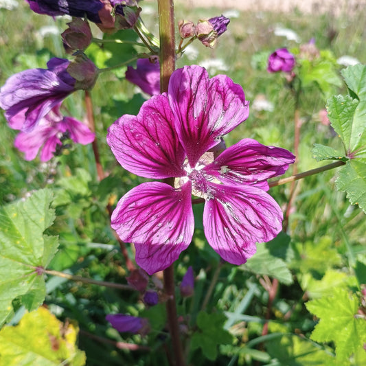 Wilde Malve (Malva sylvestris), aufrechtwachsene Pflanze mit rosaviolett-violette, dunkel geaderte Blüte.