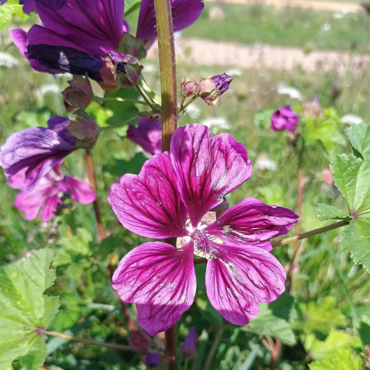 Handgeerntete Wilde Malve Samen (Malva sylvestris) – Heilpflanze mit lila Blüten von Amigato